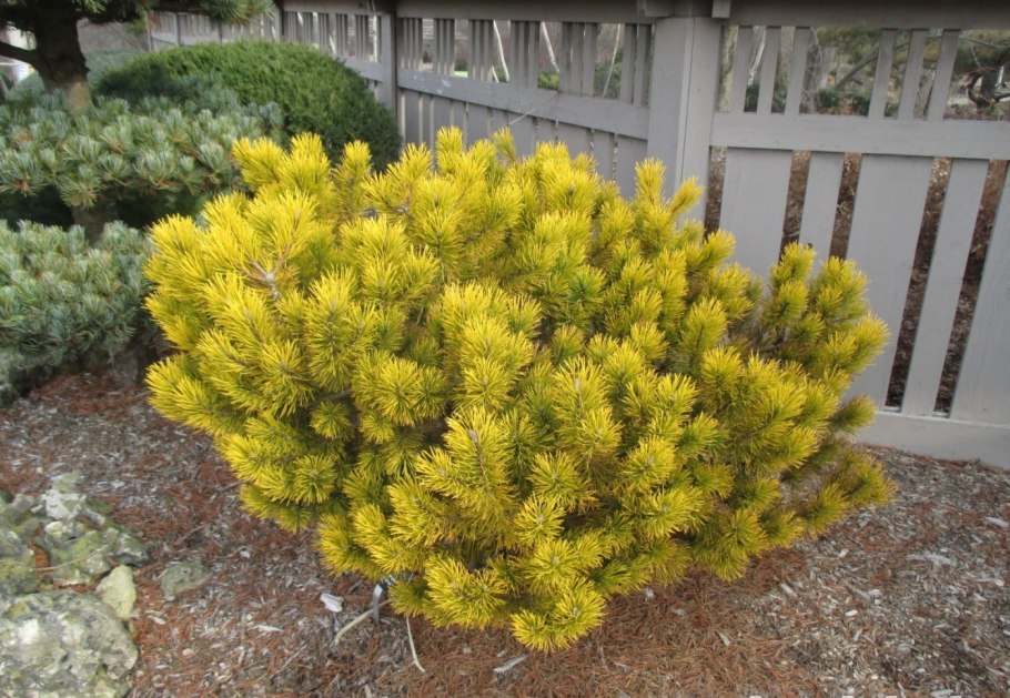 Сосна Горная Муго Мугус