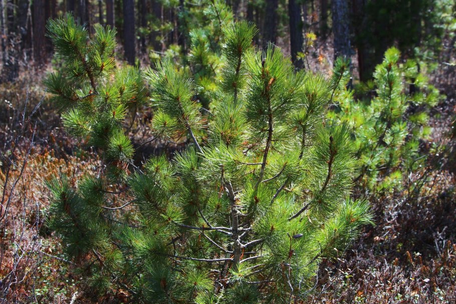 Сосна Крымская (Палласа) Pinus pallasiana