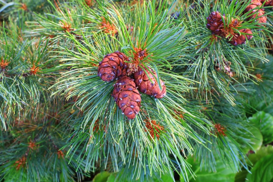 Pinus resinosa 'Morel'