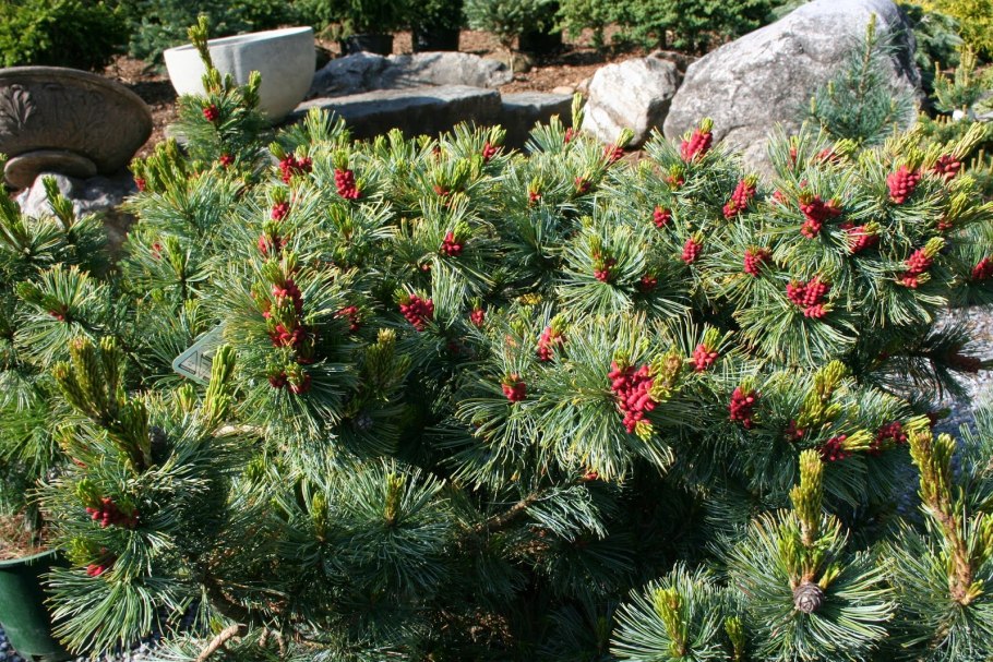 Сосна Кедровая стланиковая