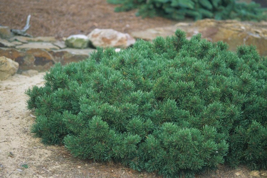 Сосна Кедровая стланиковая - Pinus pumila Blue Mops
