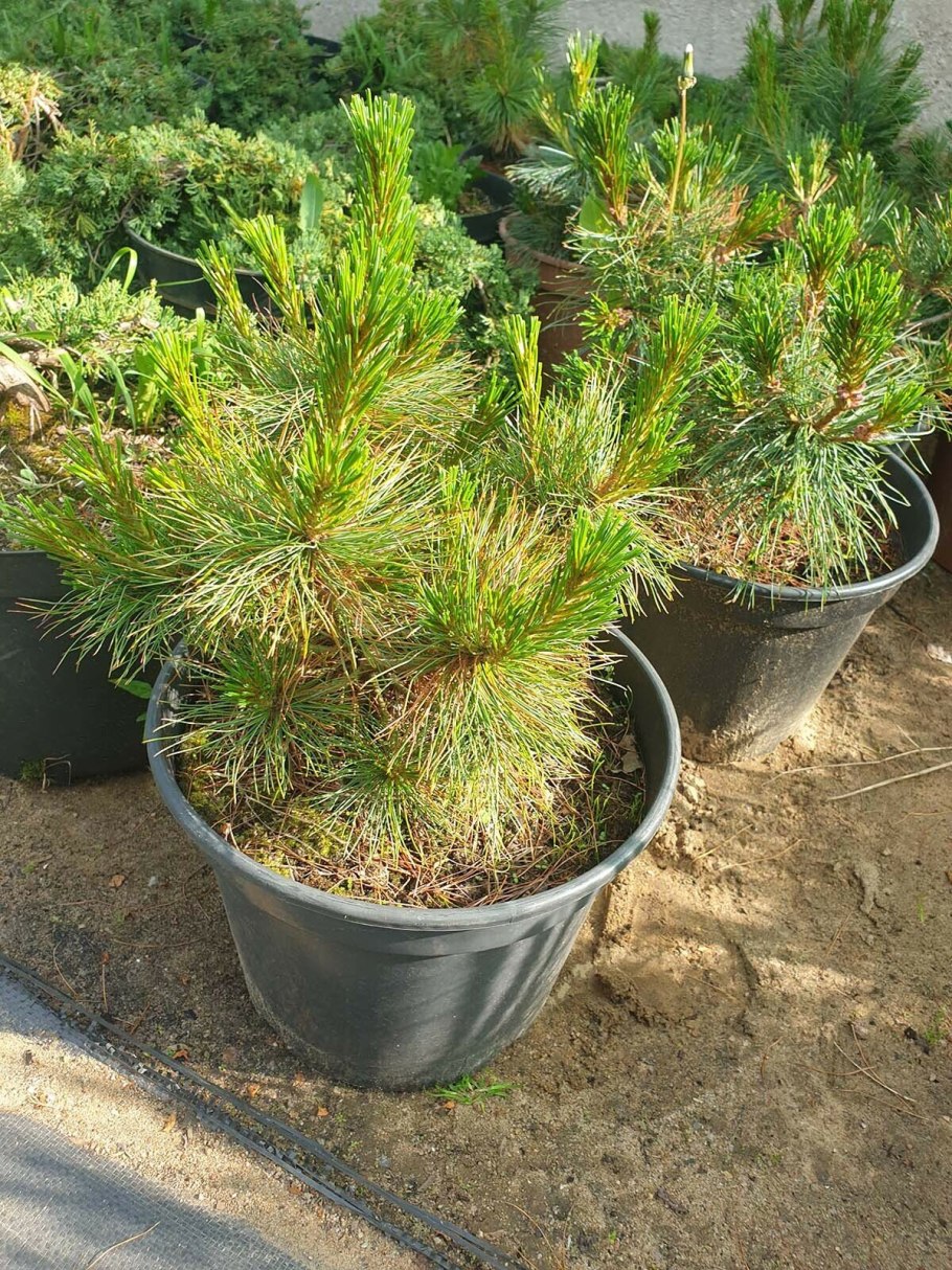 Сосна кедровая сибирская сибирский кедр сеянец