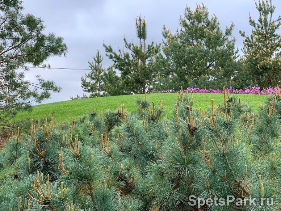 Сосна Кедровая стланиковая/Pinus pumila