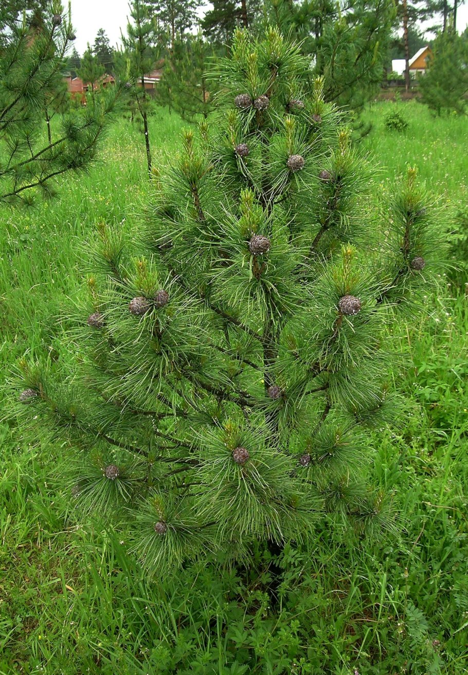 Сосна Горная Мугус/Pinus