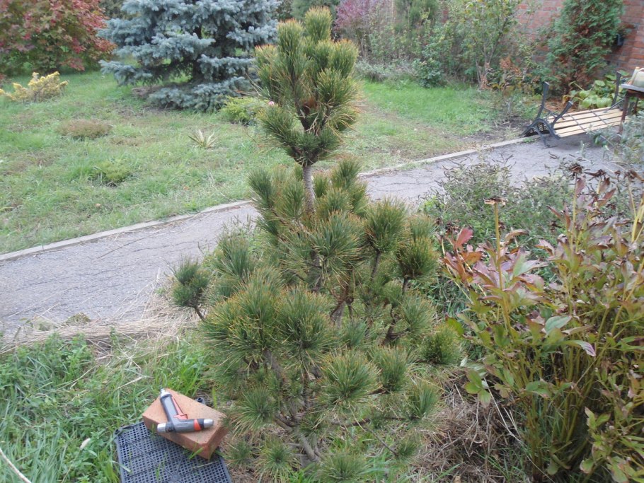 Сосна Горная Муго Мугус