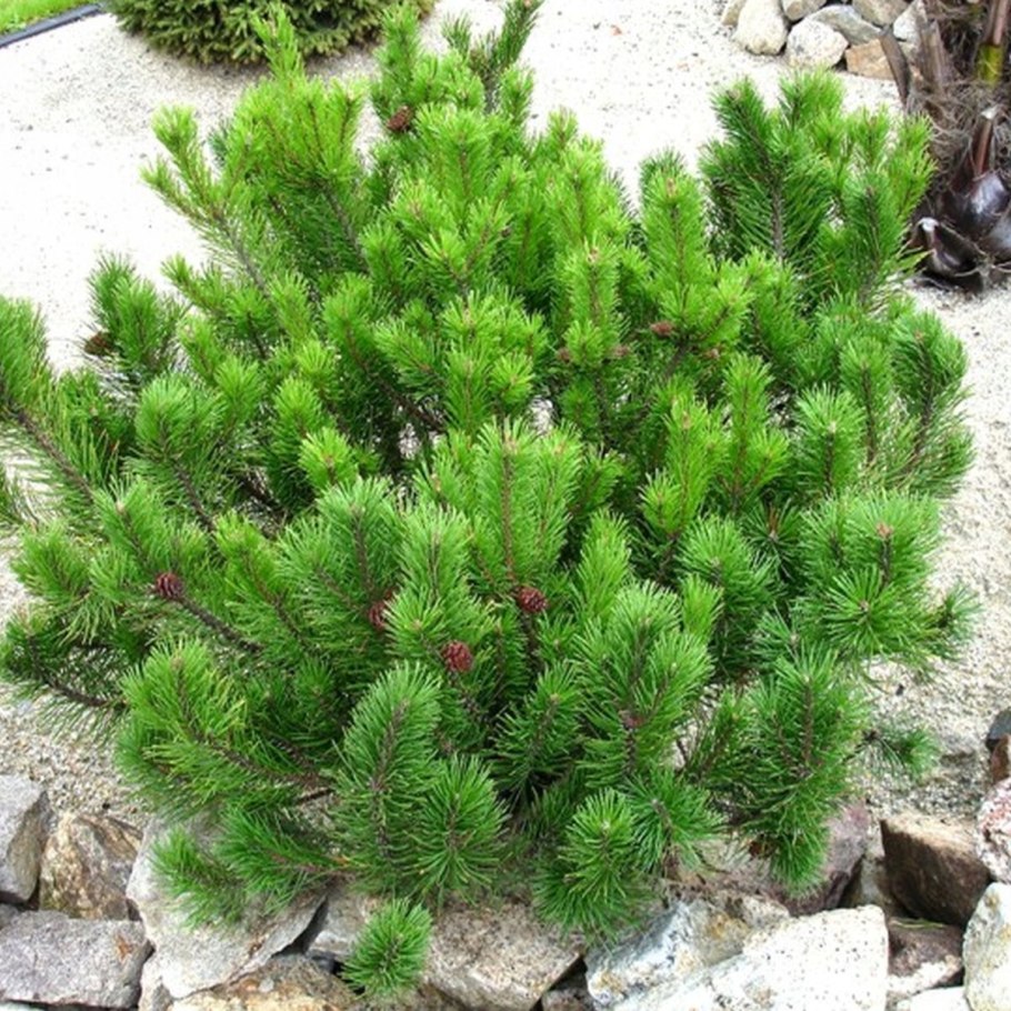 Сосна Кедровая стланиковая Кедровый стланик