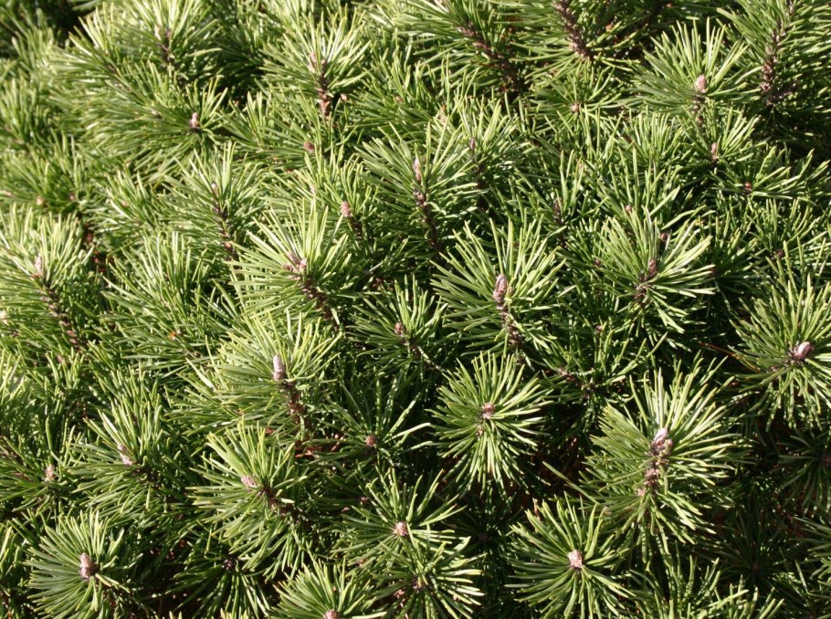 Сосна́ Сиби́рская Кедро́вая (Pínus sibírica)