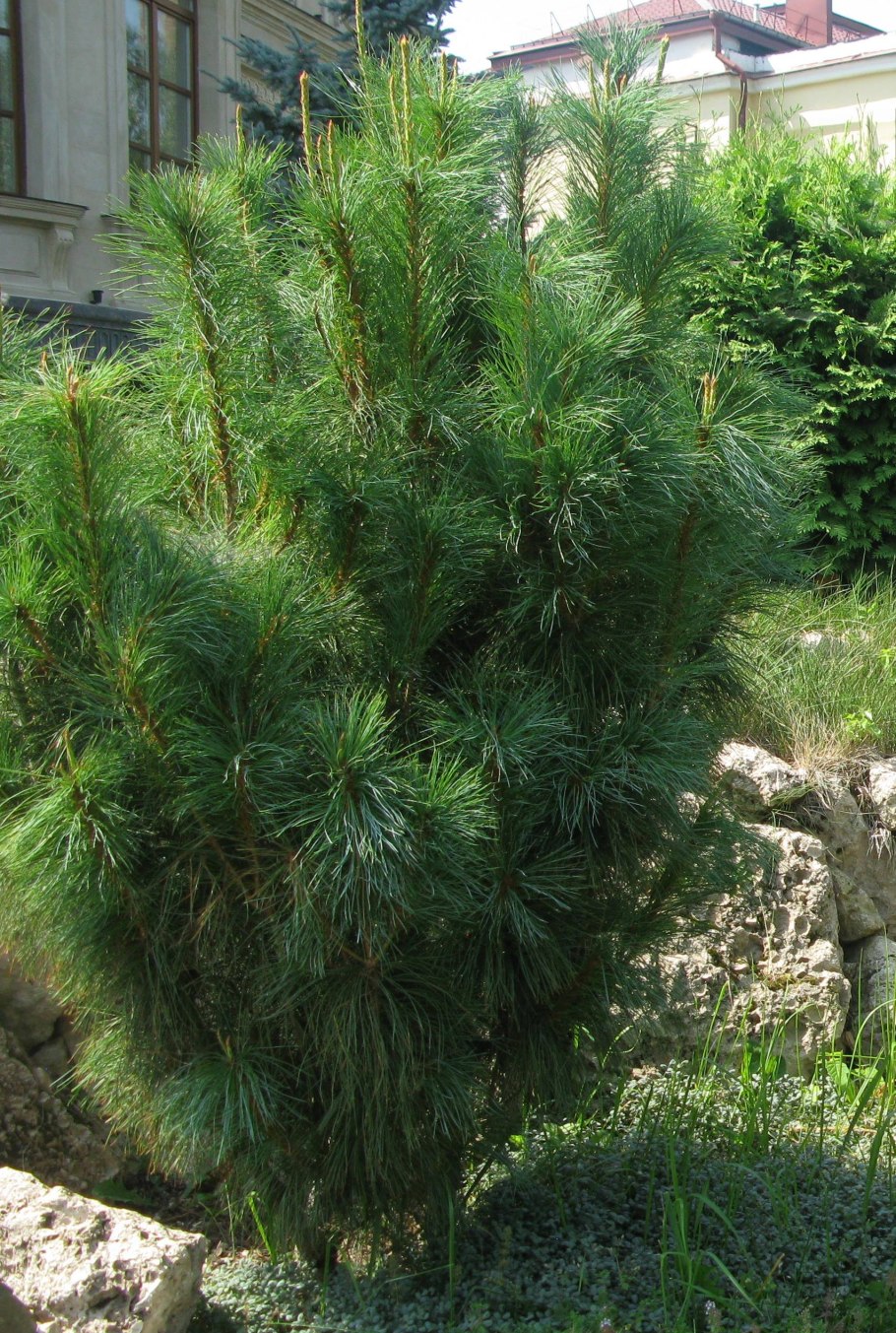 Pinus nigra pyramidalis