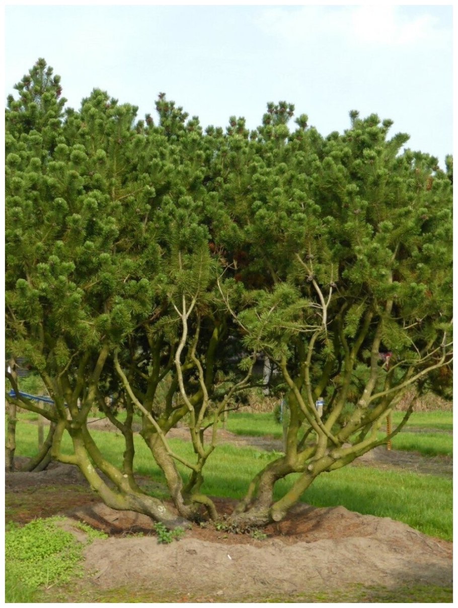 Мугус сосна горная