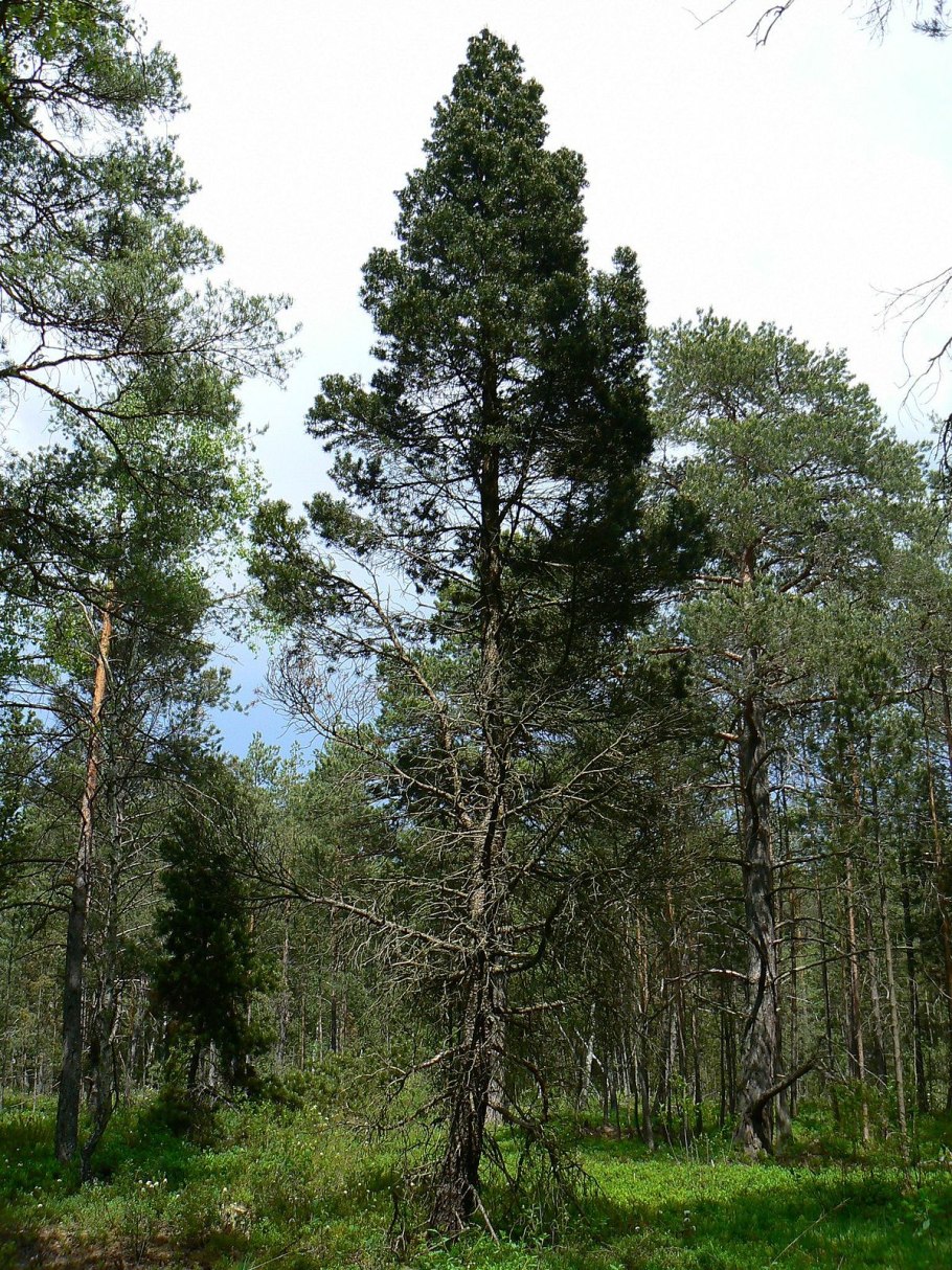 Сосна сибирская кедр сибирский