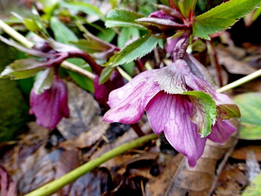Морозник пурпураскенс PURPURASCENS