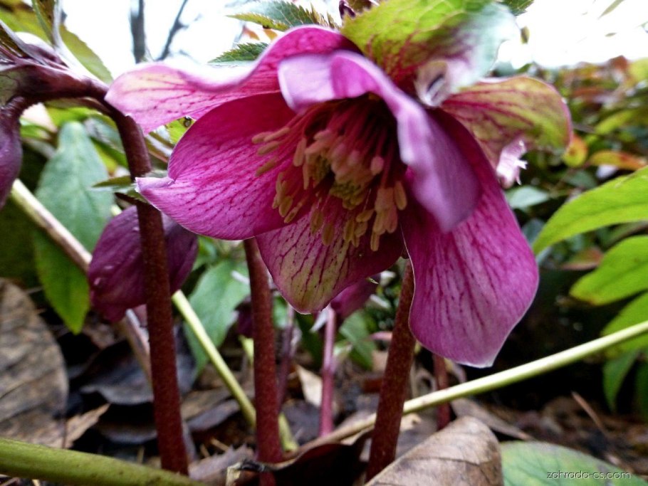 Морозник пурпураскенс