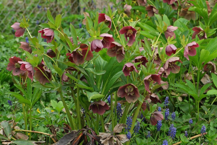 Морозник orientalis