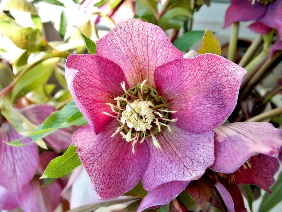 Морозник кустарниковый