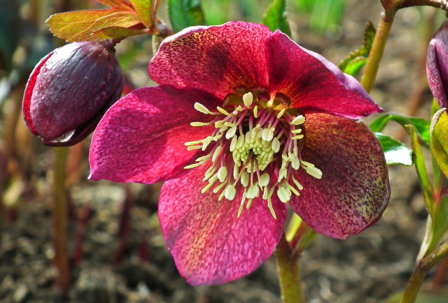 Морозник Восточный Монтсегур