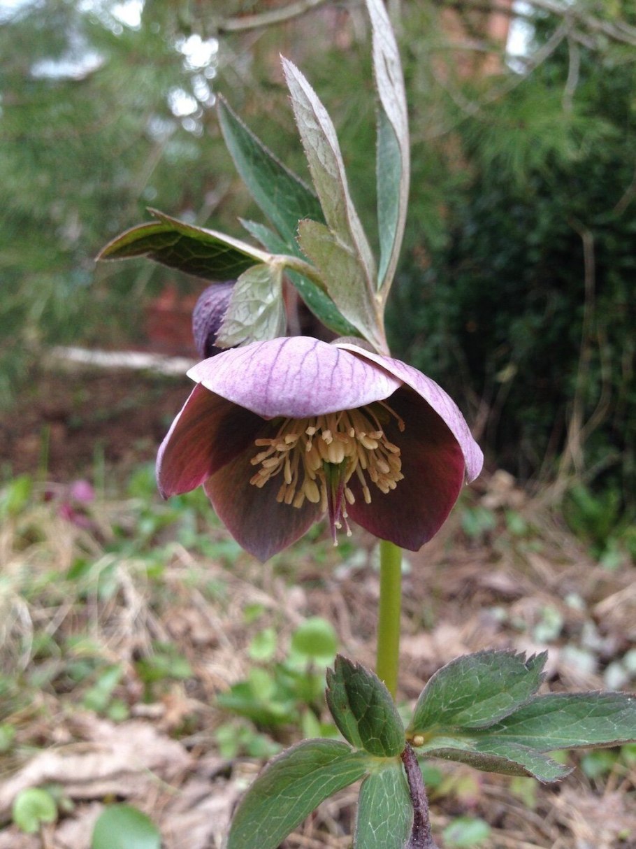 Морозник претти эллен грин