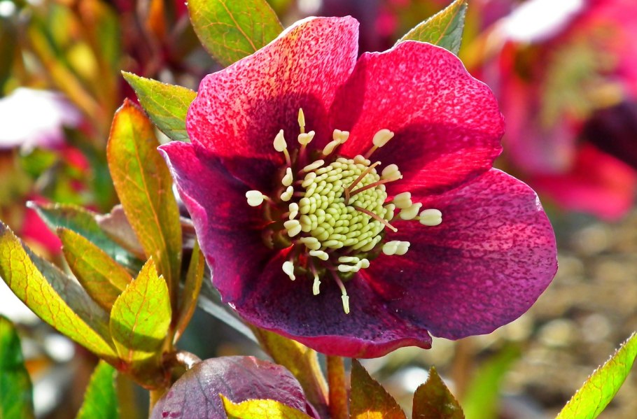 Морозник (Helleborus) кавказский