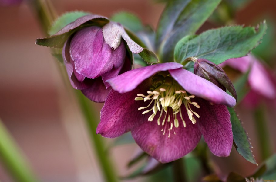 Морозник Helleborus Pirouette