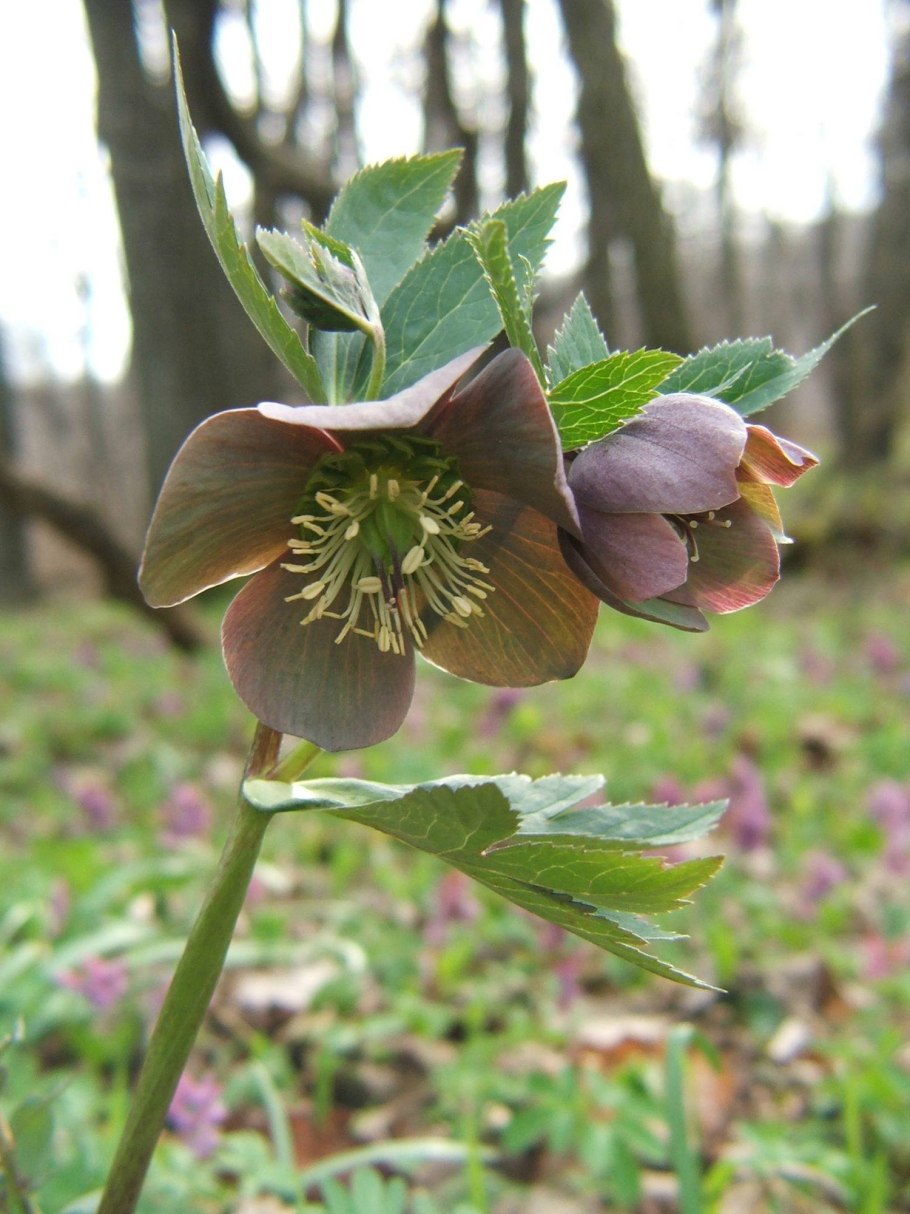 Helleborus purpurascens