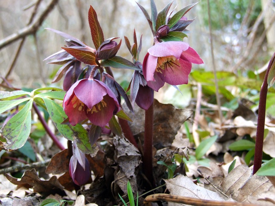 Морозник пурпураскенс PURPURASCENS