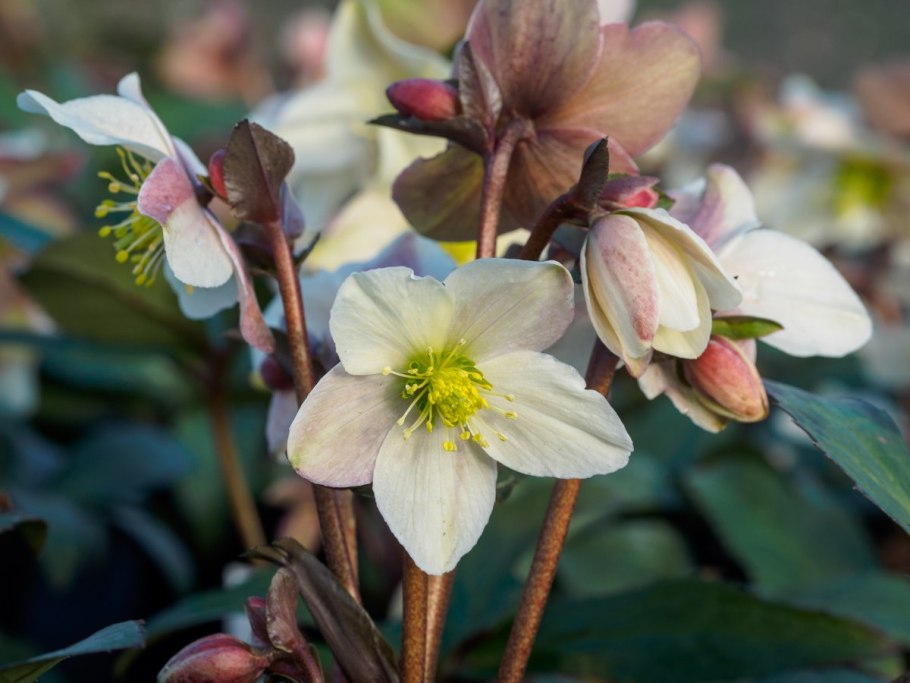 Морозник Абхазский