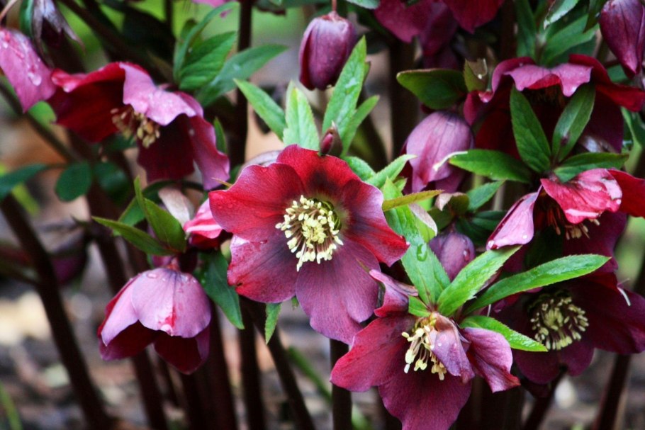 Морозник Винтербеллс