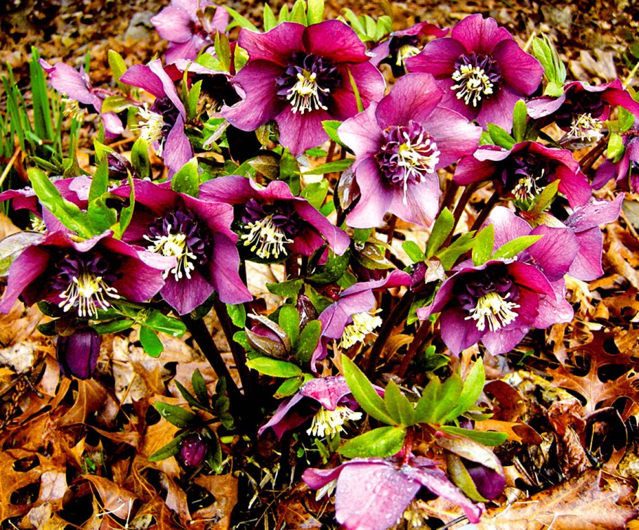 Морозник пурпурный