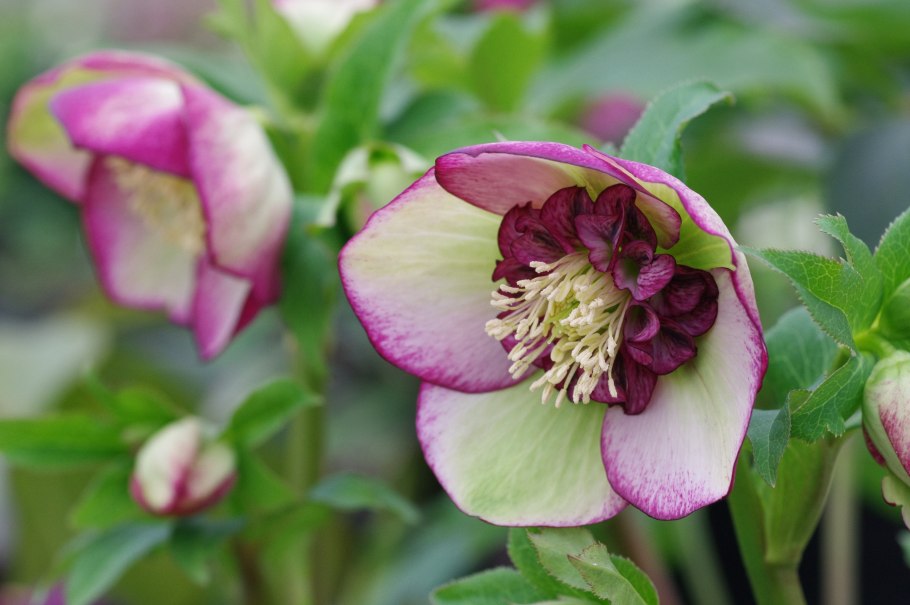 Геллеборус цветок