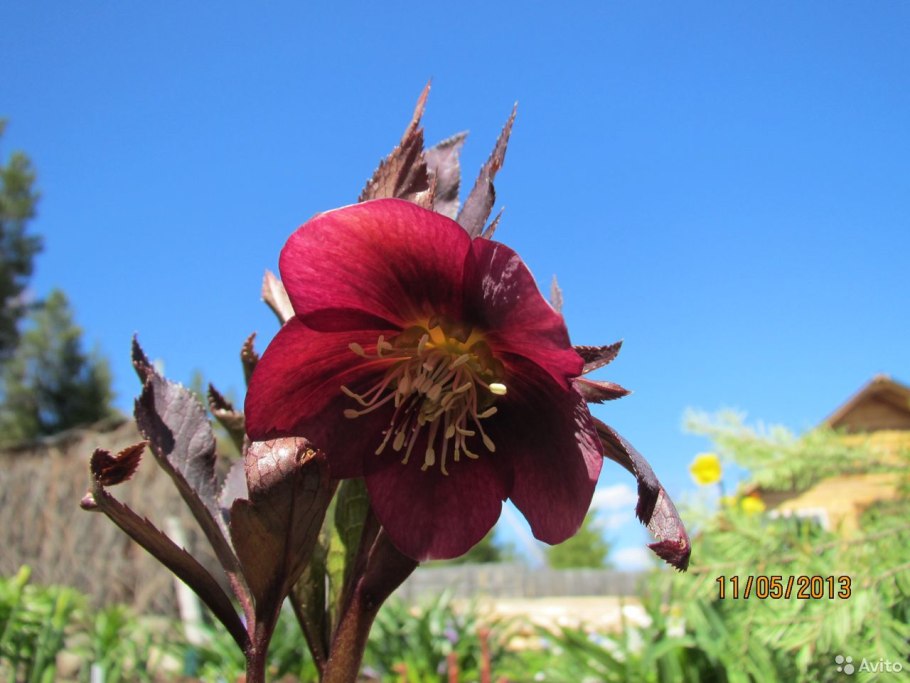 Морозник геллеборус