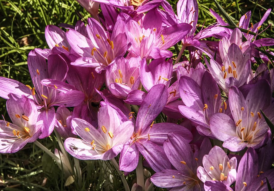 Colchicum autumnale ( колхикум аутумнале ) безвременник осенний