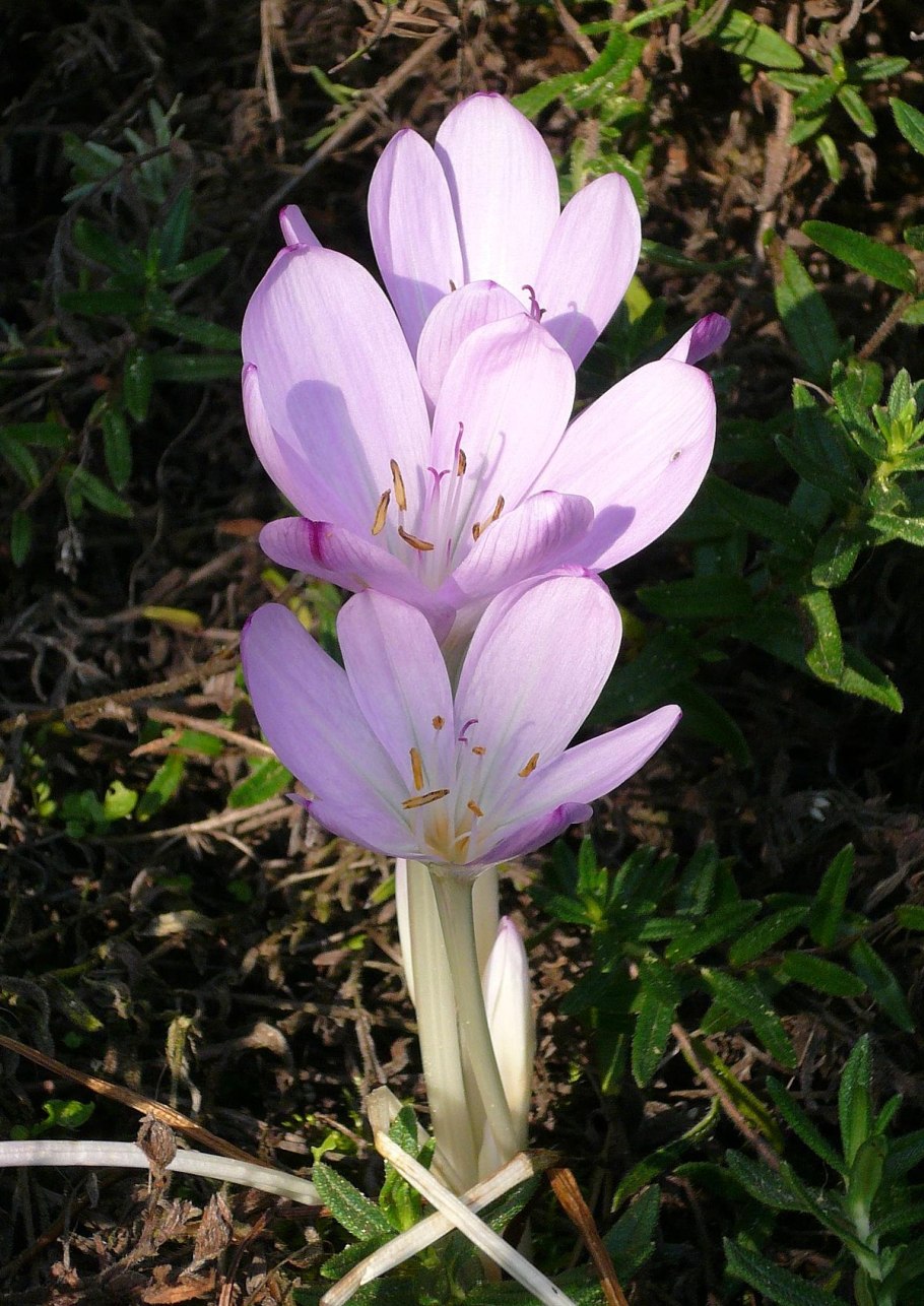 Colchicum laetum