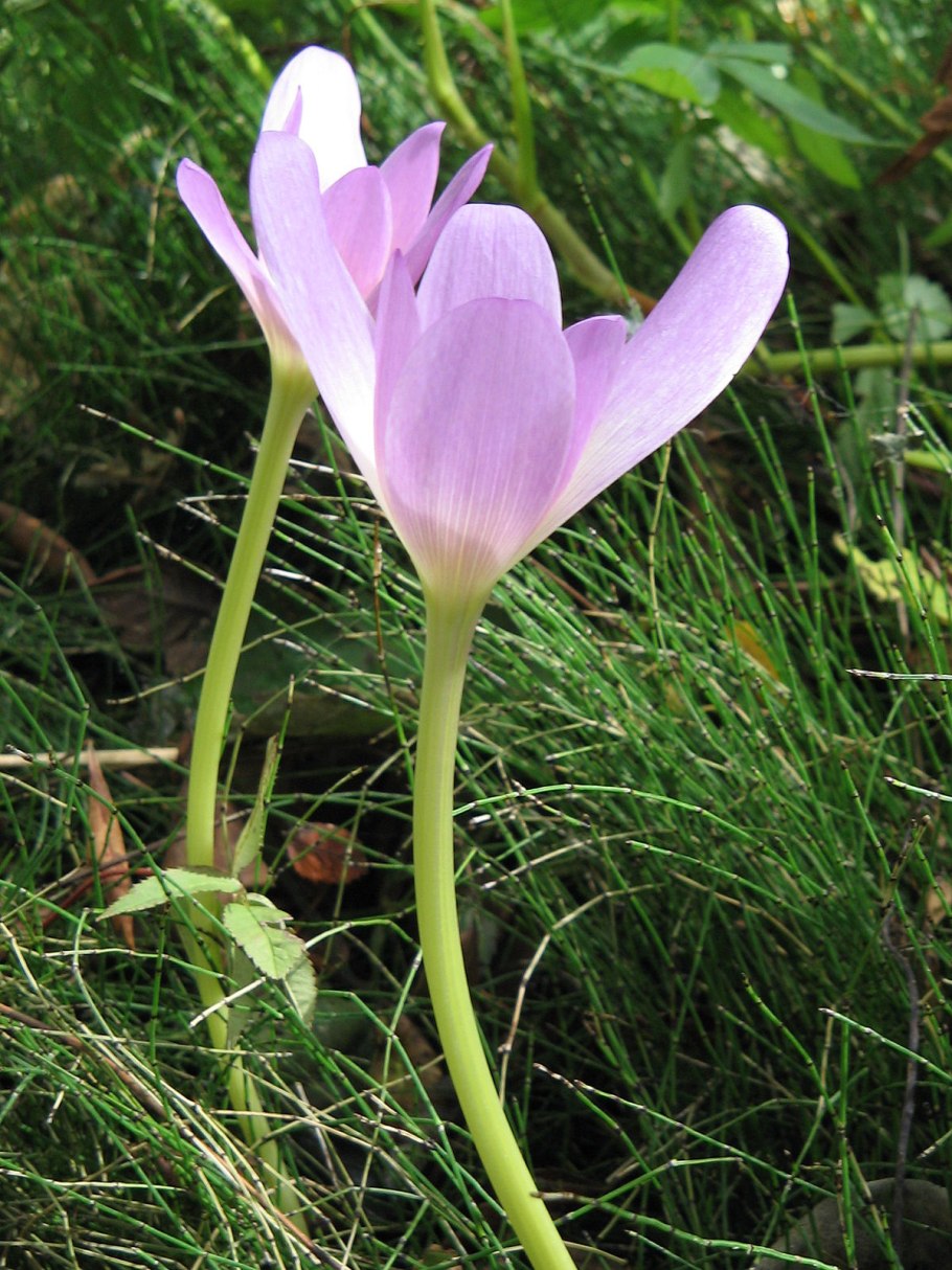 Безвременник осенний (Colchicum) the giant