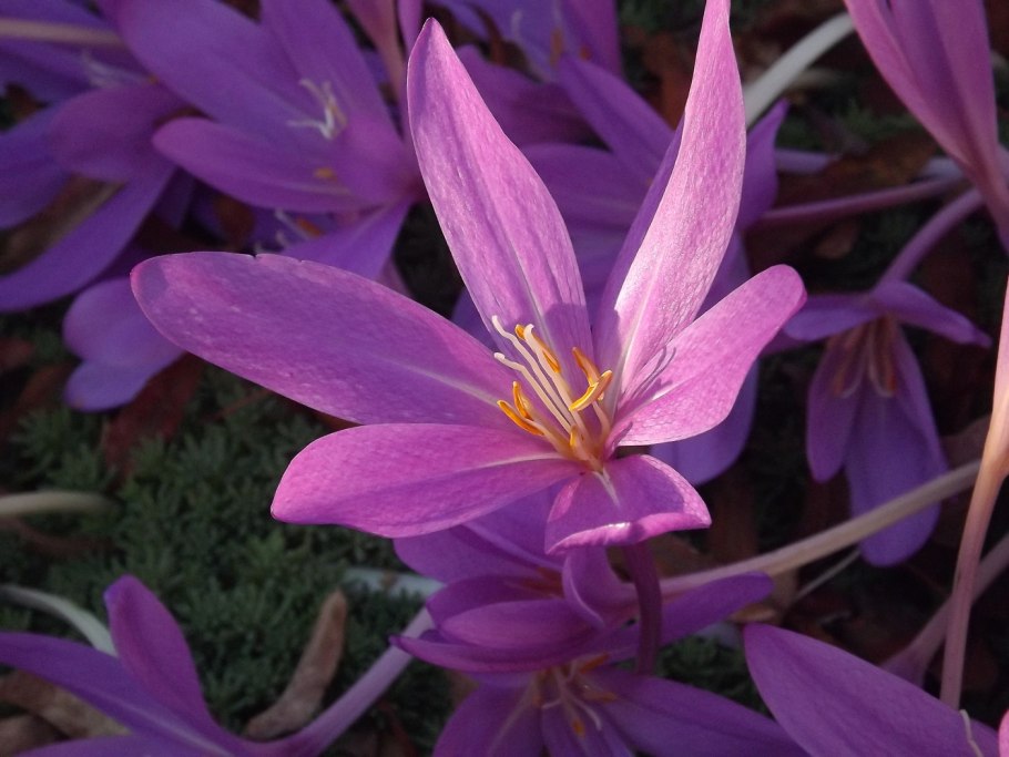 Безвременник осенний (Colchicum autumnale l.).