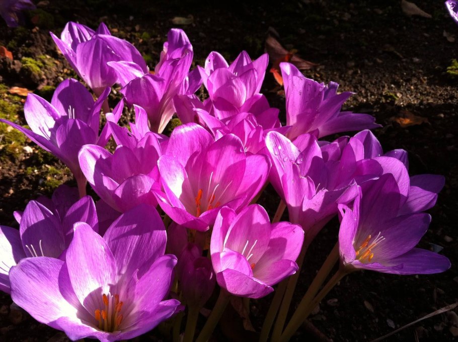 Безвременник (Colchicum) Waterlily