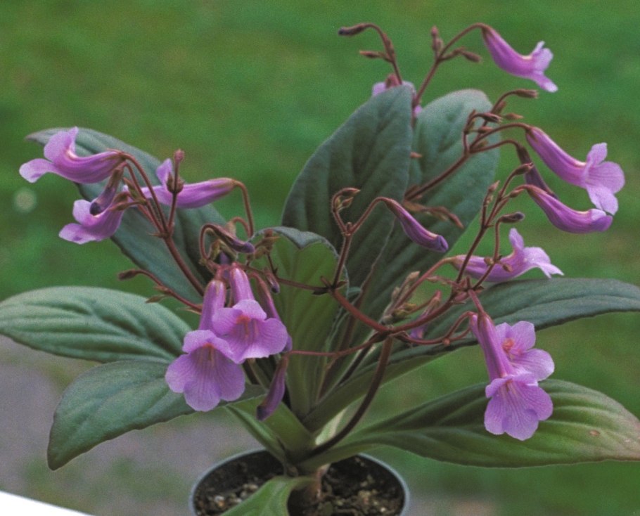 Примулина linearifolia