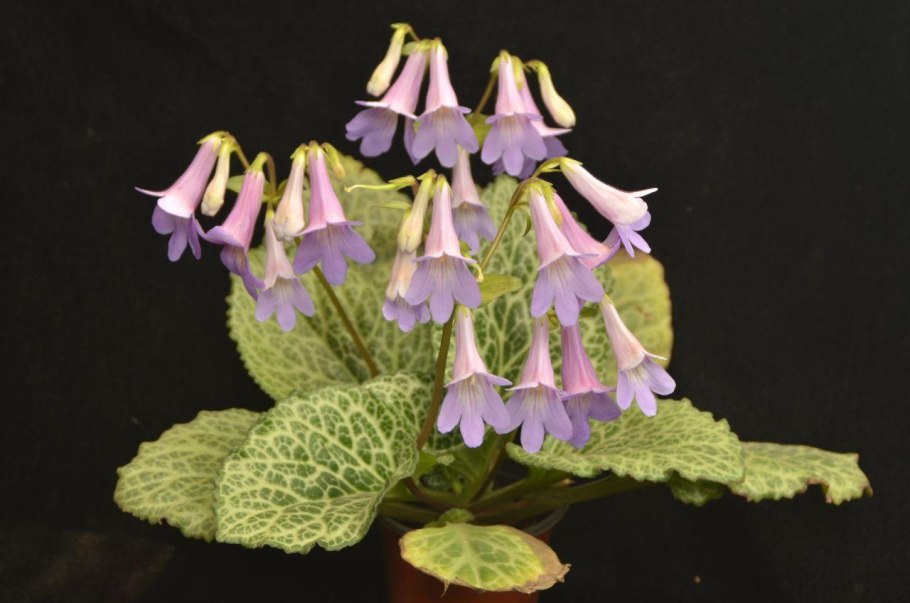 Примулина Periwinkle