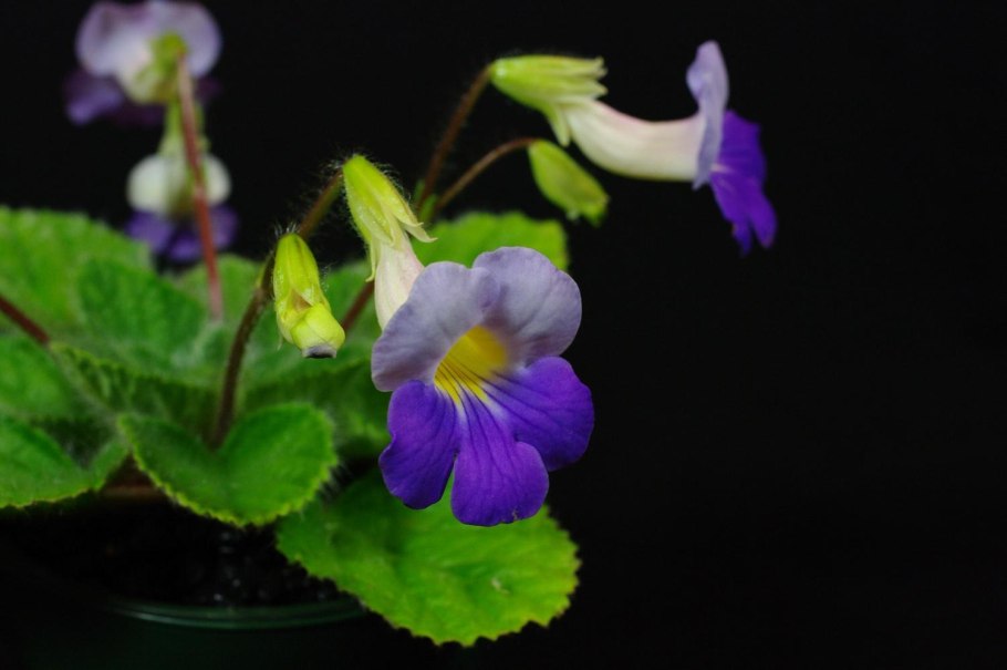 Примулина linearifolia