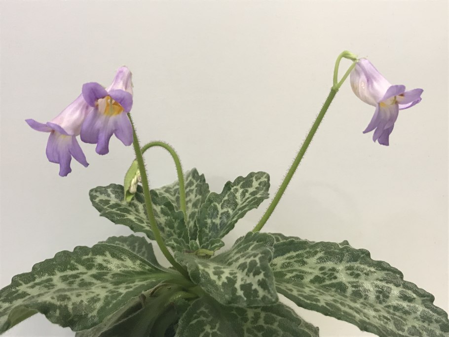 Хирита linearifolia