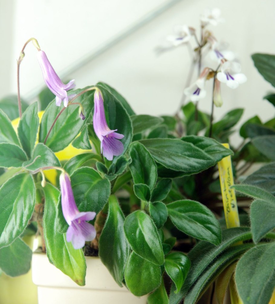 Хирита minutimaculata