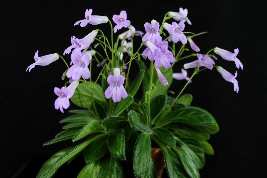 Chirita pinnata примулина пинната