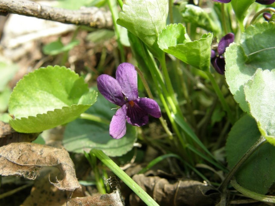 Фиалка душистая РЕН де Бланш