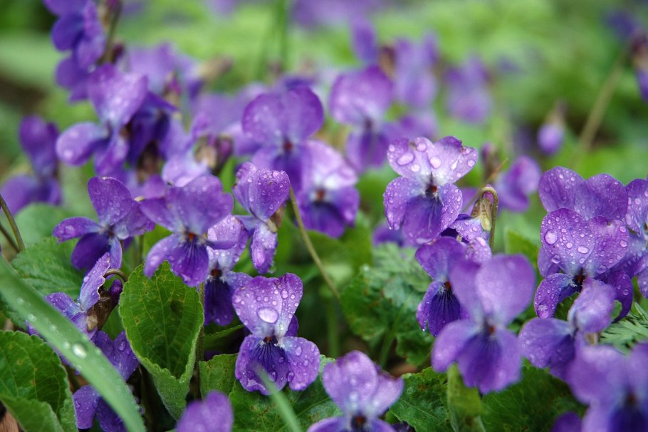 Фиалка душистая Лесная