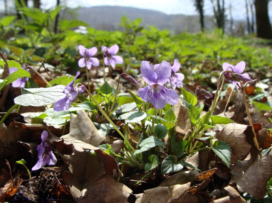 Фиалка топяная viola uliginosa