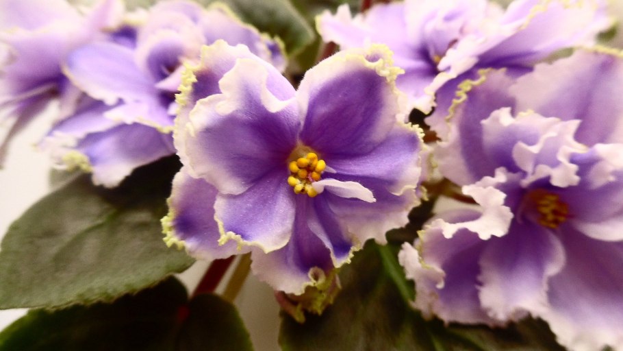 Фиалка душистая (Víola odoráta)