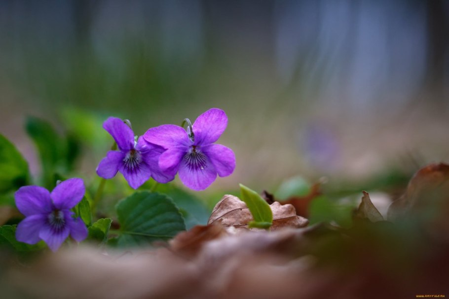 Фиалка Виола душистая