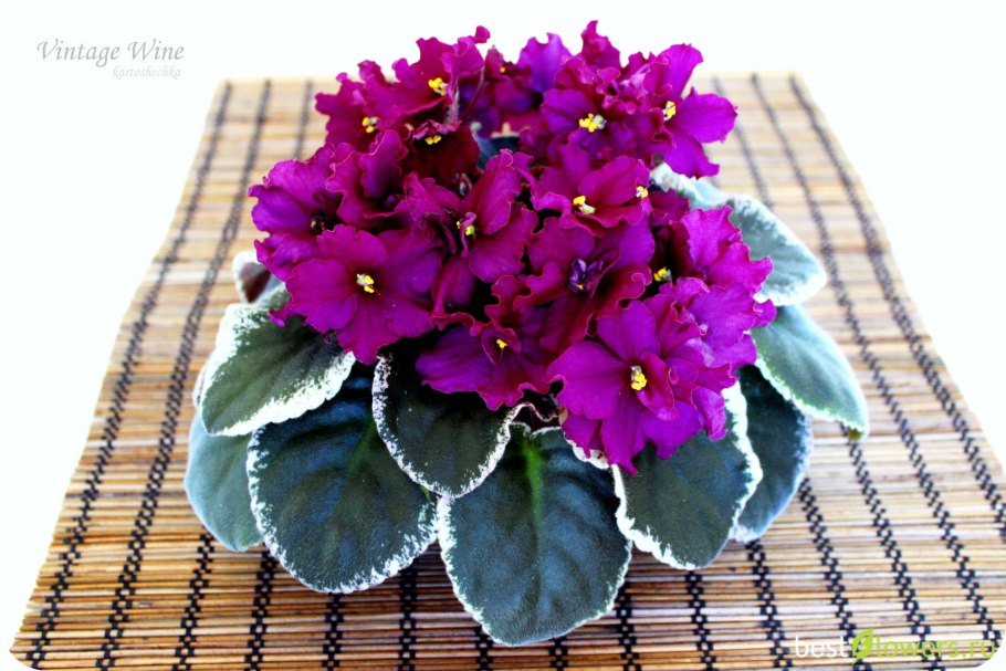 Фиалка крийская