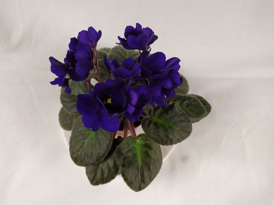 Орудие фиалка