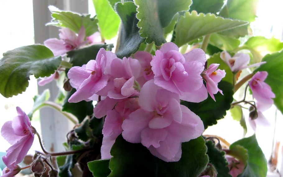 Фиалка империал розовая