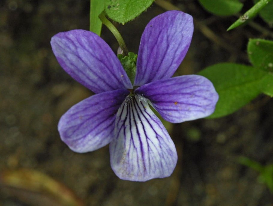 Фиалка собачья viola canina