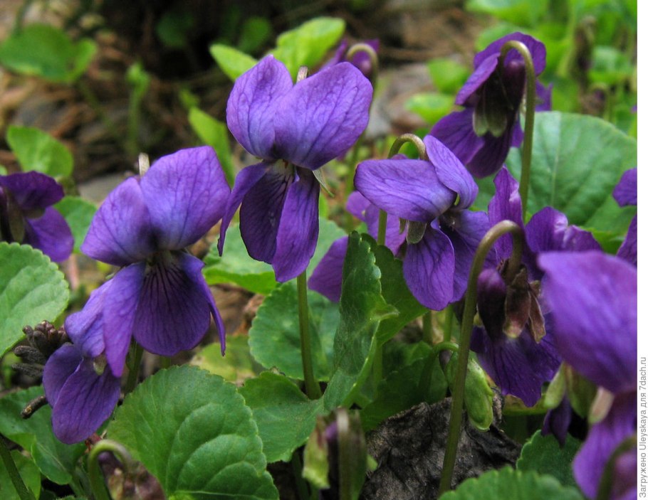 Фиалка садовая многолетняя